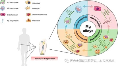 镁科研：镁合金骨愈合机制的研究进展